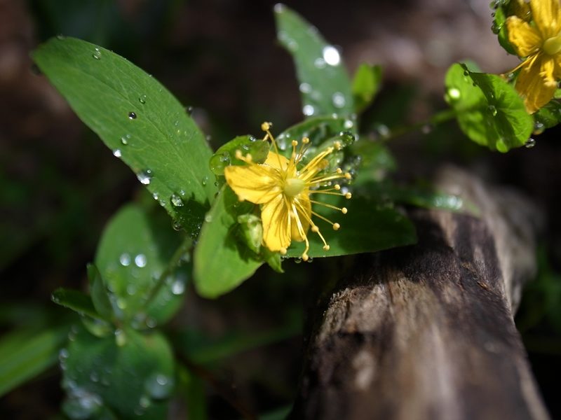 オトギリソウ 山岳ガイド企画 Tomotrek