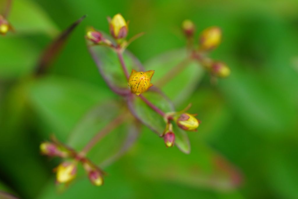 オトギリソウ 山岳ガイド企画 Tomotrek