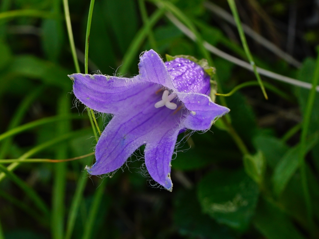 チシマギキョウとイワギキョウ 山岳ガイド企画 Tomotrek